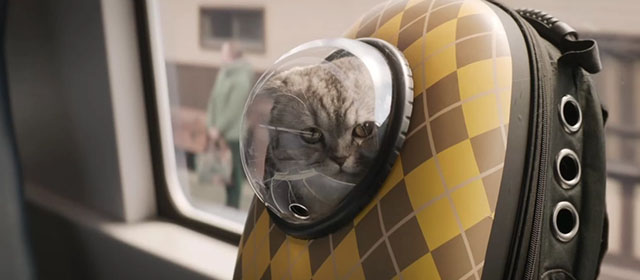 Argylle - silver tabby Scottish fold cat Alfie Chip in bubble backpack