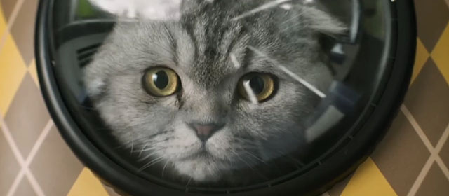 Argylle - silver tabby Scottish fold cat Alfie Chip in bubble backpack