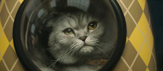 Argylle - silver tabby Scottish fold cat Alfie Chip in bubble backpack