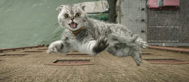 Argylle - silver tabby Scottish fold cat Alfie Chip flying up in the air