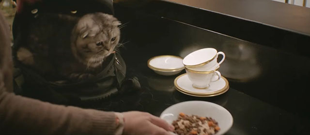 Argylle - silver tabby Scottish fold cat Alfie Chip looking at bowl of food