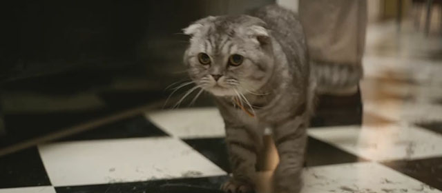 Argylle - silver tabby Scottish fold cat Alfie Chip on floor