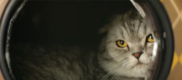 Argylle - silver tabby Scottish fold cat Alfie Chip in broken bubble backpack