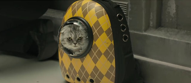 Argylle - silver tabby Scottish fold cat Alfie Chip in broken bubble backpack
