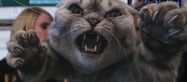 Argylle - silver tabby Scottish fold cat Alfie Chip attacking