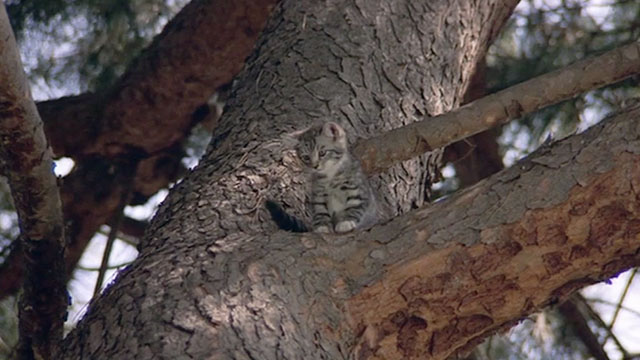 Armed and Dangerous - tabby kitten in tree