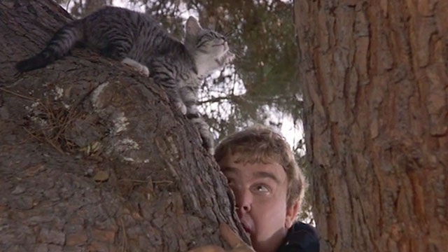 Armed and Dangerous - Frank John Candy with tabby kitten in tree