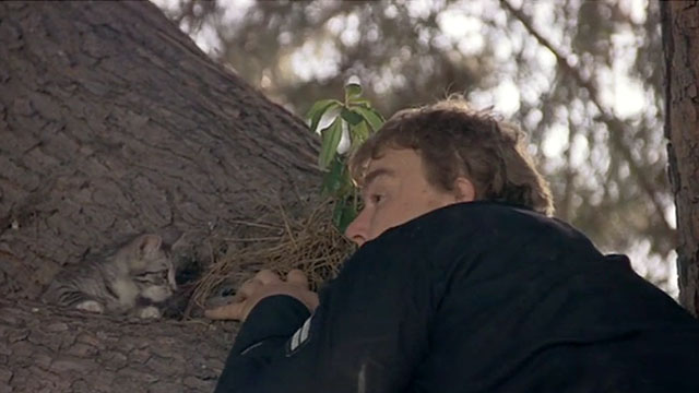Armed and Dangerous - Frank John Candy with tabby kitten in tree