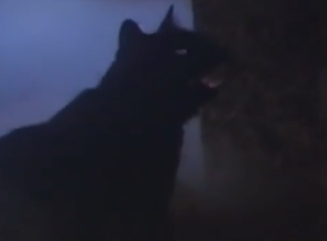 Arnold - black cat meowing in graveyard