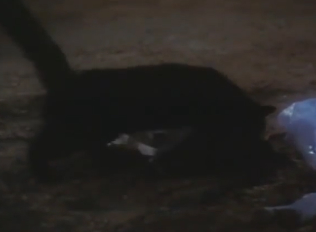 Arnold - black cat sniffing at leg