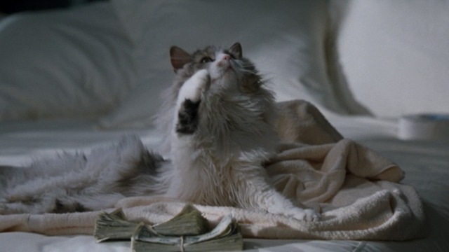 Assasins - Maine Coon cat Pearl on bed with money