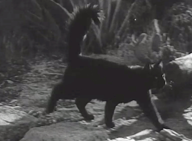 Monstrosity - The Atomic Brain - black cat Xerxes walking