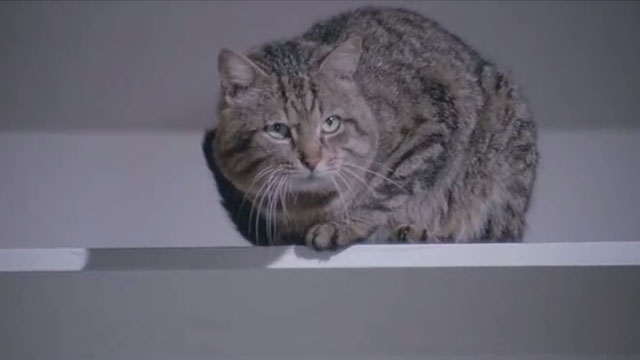 Attenti al Buffone - brown tabby cat Wolfgang Amadeus on high shelf