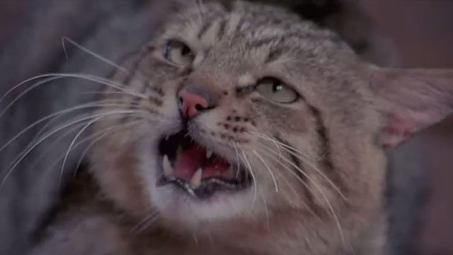 Attenti al Buffone - brown tabby cat Wolfgang Amadeus hissing