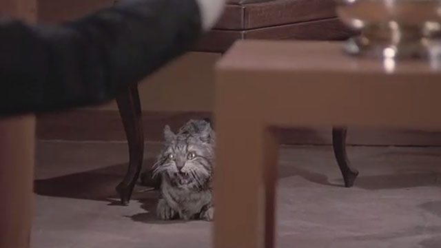Attenti al Buffone - fake faux brown tabby cat Wolfgang Amadeus hissing