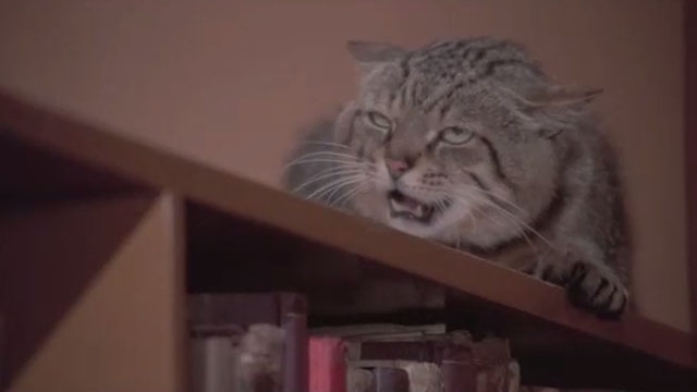 Attenti al Buffone - brown tabby cat Wolfgang Amadeus on high bookshelf