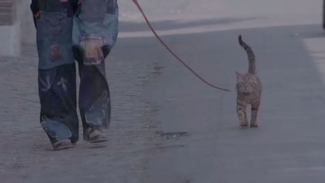 Attenti al Buffone - brown tabby cat Wolfgang Amadeus walking on leash down street with Marcello Nino Manfredi