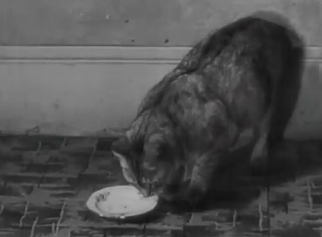 Australia Out for a Duck - tabby cat sniffing at empty dish