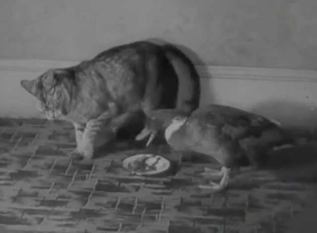 Australia Out for a Duck - tabby cat being harassed by Dilly duck during dinner