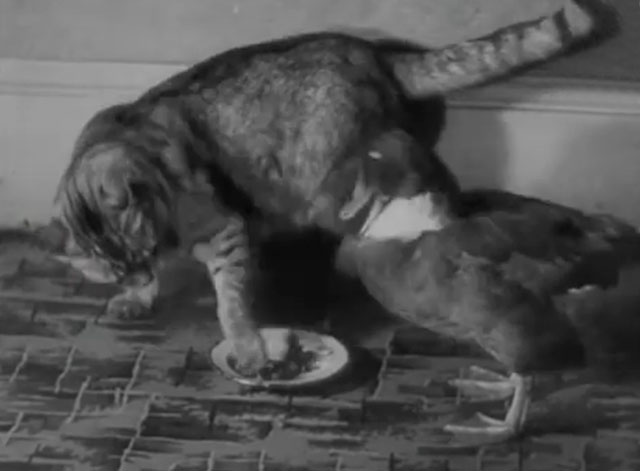 Australia Out for a Duck - tabby cat being harassed by Dilly duck during dinner