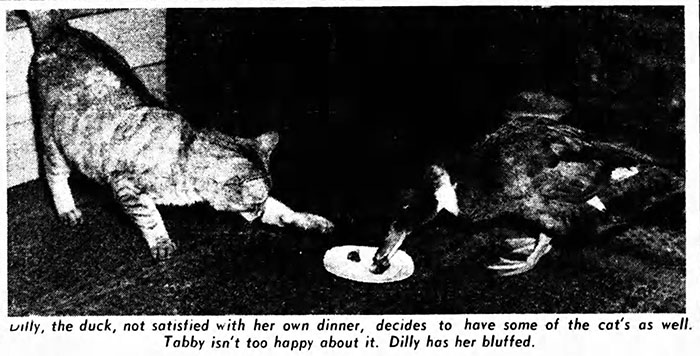 Australia Out for a Duck - newspaper clipping showing tabby cat being harassed by Dilly duck during dinner
