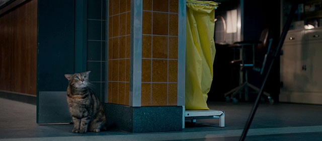 The Autopsy of Jane Doe - torbie cat Stanley Sydney looking sad