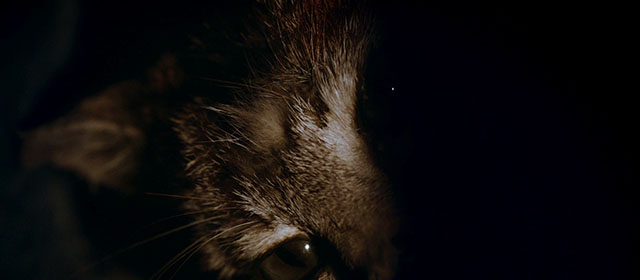 The Autopsy of Jane Doe - torbie cat Stanley Sydney eyes in dark