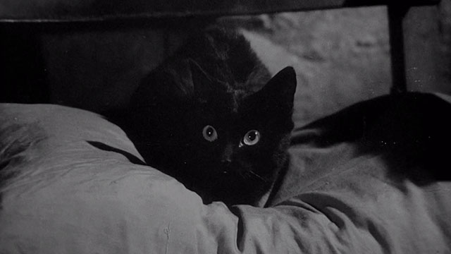 The Awful Dr. Orlof - Gritos en la Noche - black cat on pillow