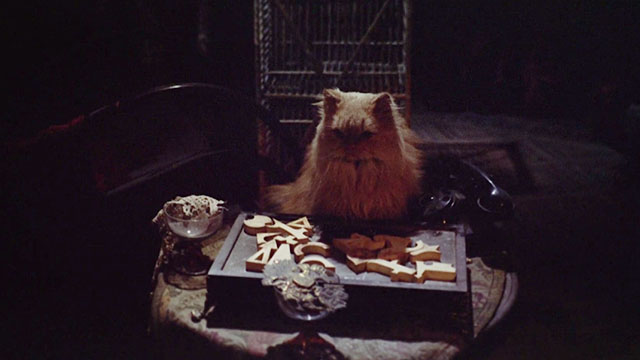 Baba Yaga - cream Persian cat sitting in front of a box of wooden symbols
