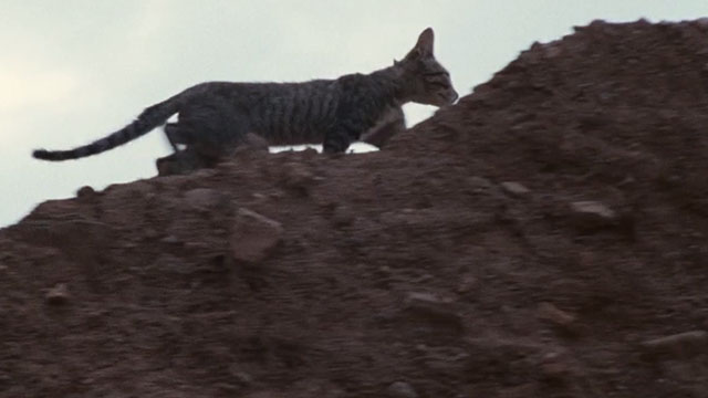 Babel - tabby kitten walking across rocks