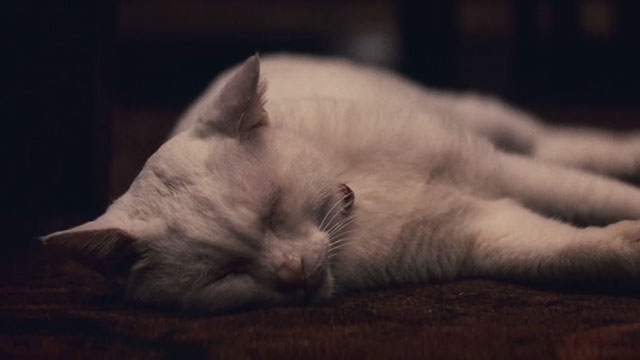 Babel - white cat sleeping on floor