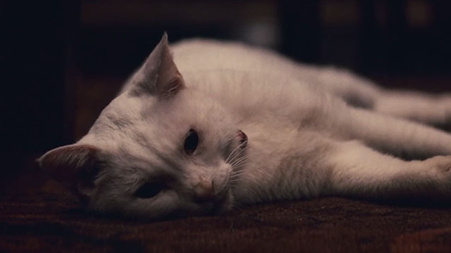 Babel - white cat lying on floor