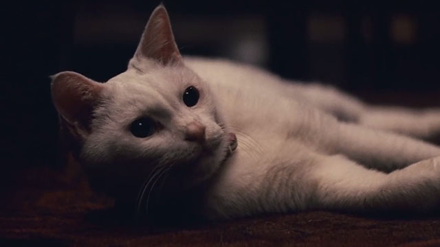 Babel - white cat lying on floor