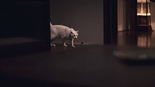 Babel - white cat walking around apartment