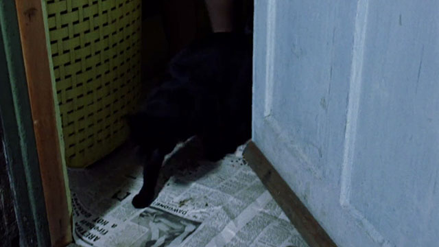 Baby Love - black cat running over newspaper out back door