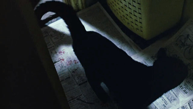 Baby Love - black cat running over newspaper out back door