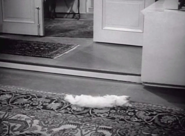 Backlash - white cat Toby lying dead on floor