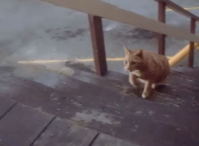 The Bad Seed - ginger tabby cat nearing top of tall wooden steps
