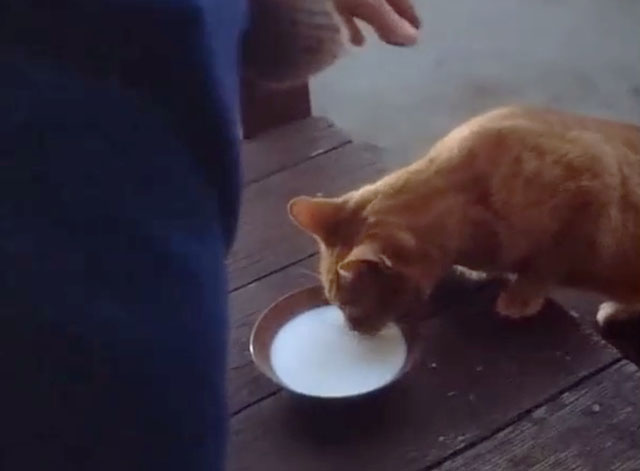 The Bad Seed - ginger tabby cat drinking milk from bowl