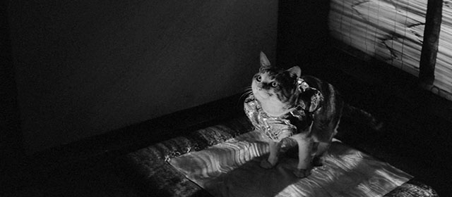 Bakeneko - tabby and white cat Tama sitting wearing ruffled collar