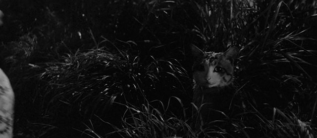 Bakeneko - tabby and white cat Tama in grasses by swamp
