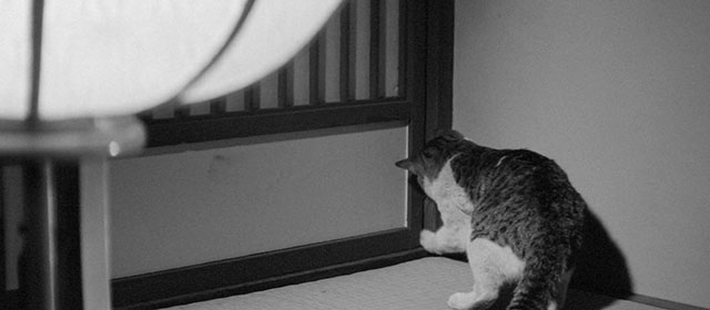 Bakeneko - tabby and white cat Tama scratching at shoji door