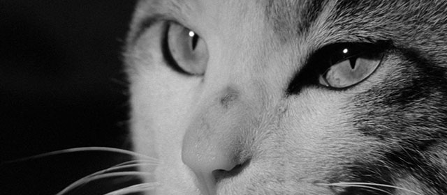 Bakeneko - tabby and white cat Tama eyes