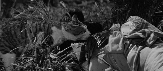 Bakeneko - Yukiji Kyoko Mikage bleeding as tabby and white cat Tama licks her shoulder