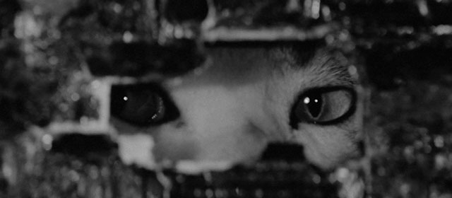 Bakeneko - tabby and white cat Tama eyes looking out of hole in basket