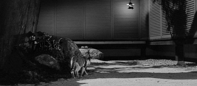 Bakeneko - tabby and white cat Tama walking through garden