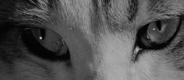 Bakeneko - extreme close up of tabby and white cat Tama eyes