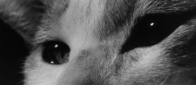 Bakeneko - extreme close up of tabby and white cat Tama eyes