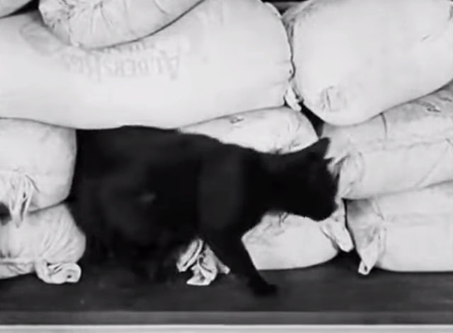 The Bakery - black cat emerging from stacked flour sacks