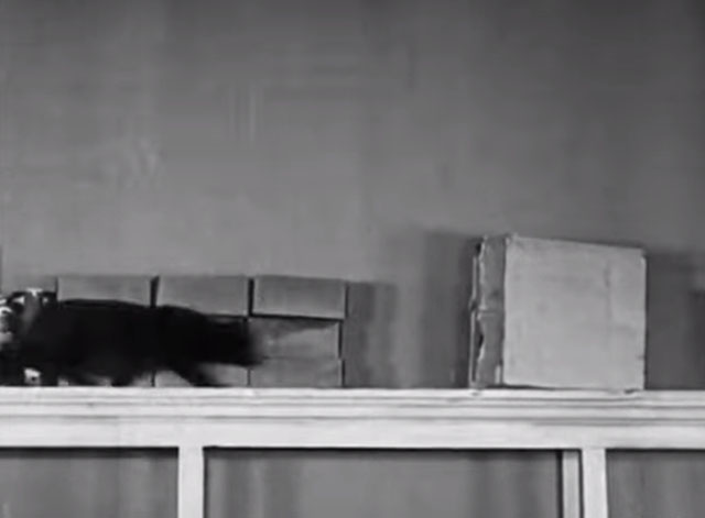 The Bakery - black cat stalking on top shelf